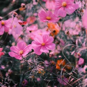 دانلود آهنگ سیف نبیل شکولاته